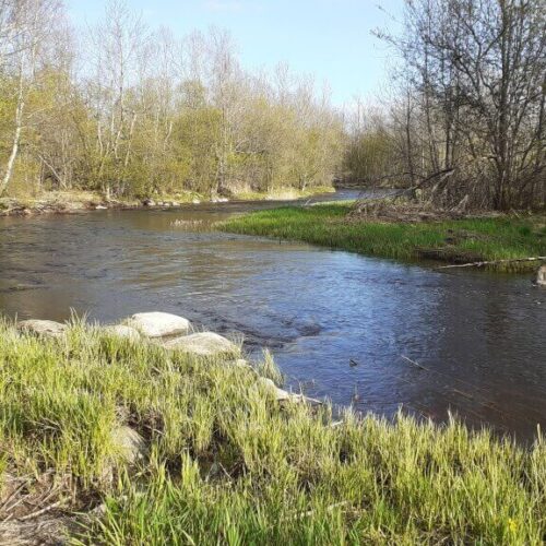 Afternoon on the Home River