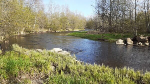 Afternoon on the Home River