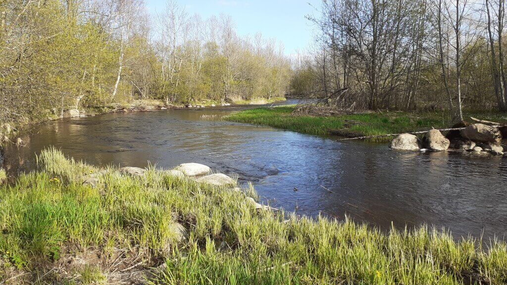 Afternoon on the Trout River