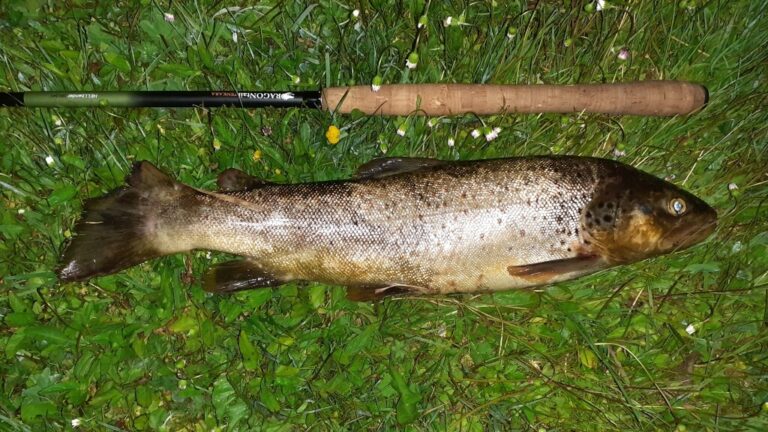 trout 53cm 1305g